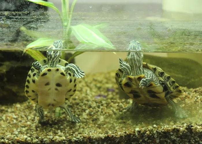 Porzellaneum Wiedeń